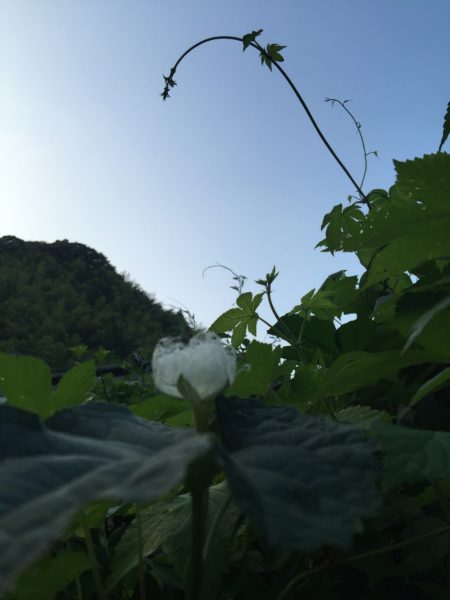 茅屋　烏瓜の花