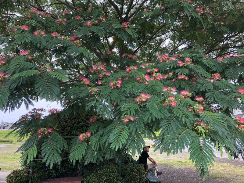 死んでから好きになる父母合歓の花