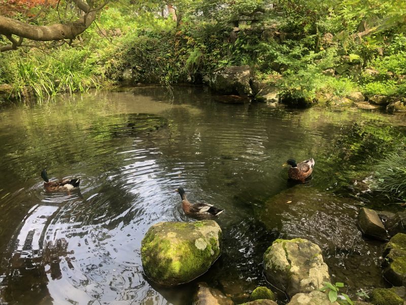 かなかなの声に沖ある目覚めかな